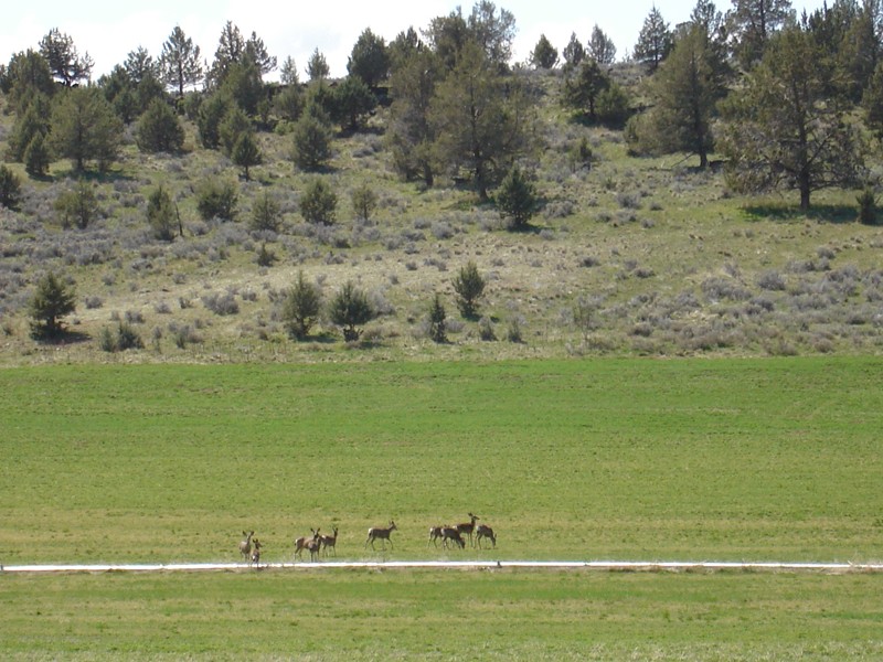 Destroy Wildlife Habitat