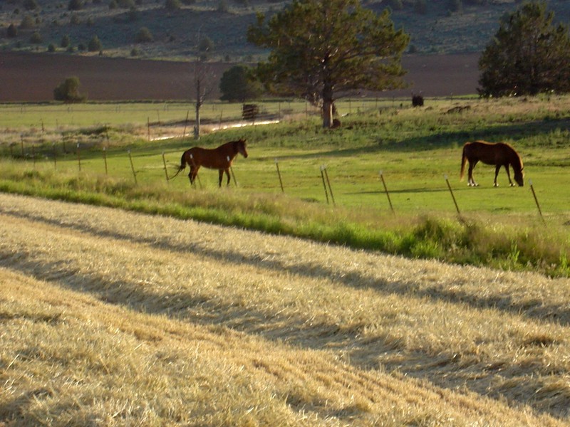 Destroy Productive Pasture Land