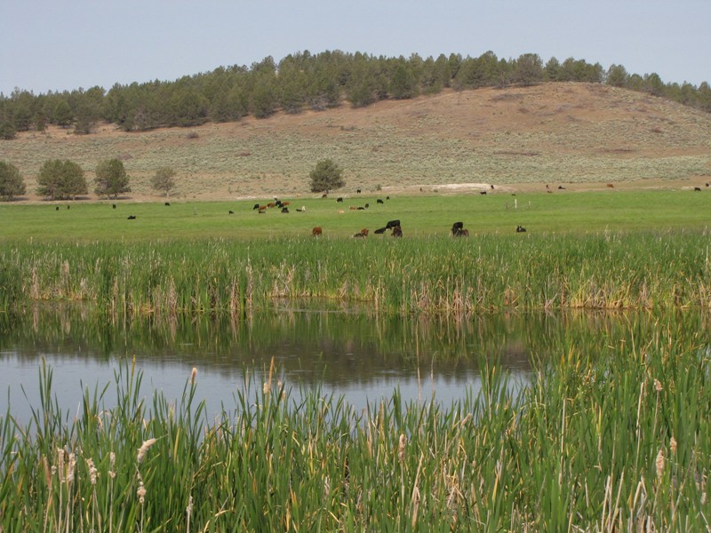 Wetland Contamination